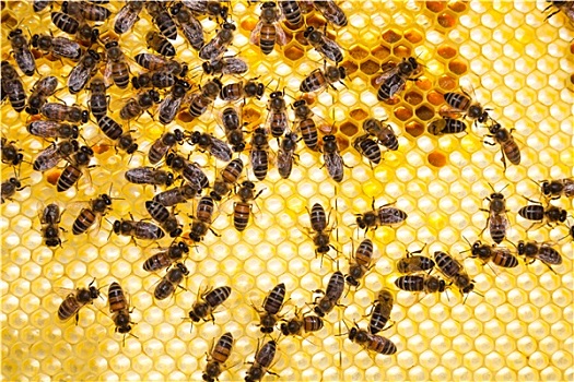 蜜蜂,蜂窝,蜂巢