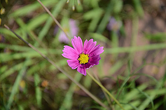 头状花序