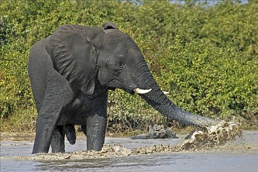 非洲,灌木,热带草原,大象,非洲象,浴,玩,水,萨维提,乔贝国家公园,博茨瓦纳