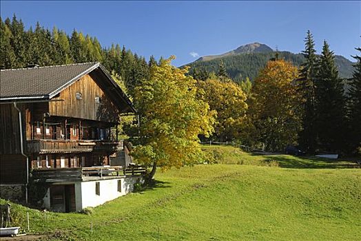 围绕,秋天,彩色,枫树,阿尔卑斯山,提洛尔,奥地利