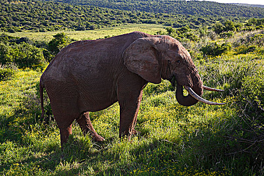 非洲,灌木,非洲象,吃,阿多大象国家公园,东开普省,南非