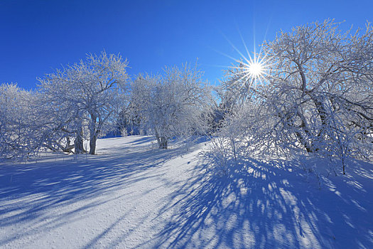 雪岭雾凇景观