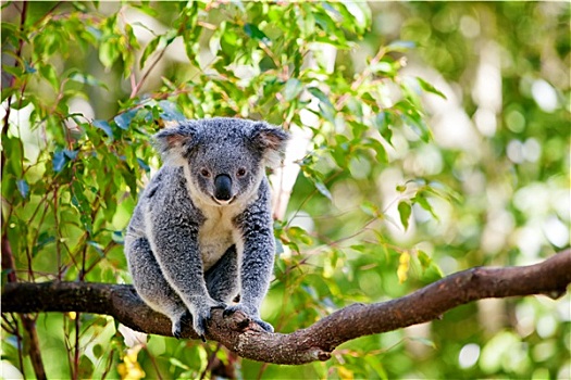 澳大利亚,树袋熊,自然生境