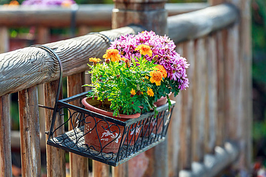 庭院木围栏上悬挂的盆栽花卉
