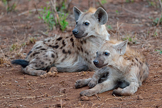 斑点土狼,笑,鬣狗,斑鬣狗,卧,专注,克鲁格国家公园,南非,非洲