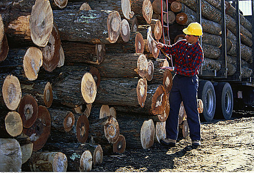 男人,测量,切削,一堆,木材,安大略省,加拿大