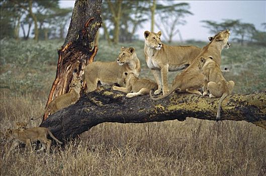 非洲狮,狮子,家庭,成年,女性,幼兽,秋天,树,塞伦盖蒂,坦桑尼亚