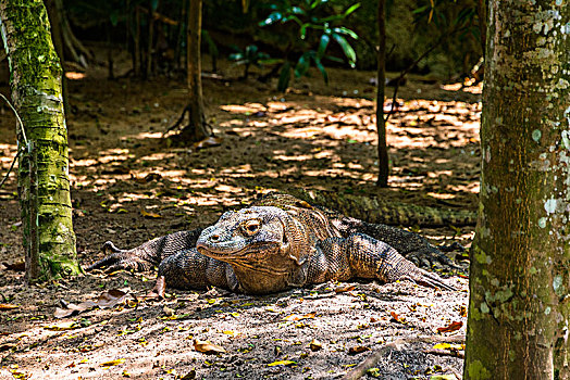 科摩多巨蜥,科摩多龙,俘获,新加坡动物园,新加坡,亚洲
