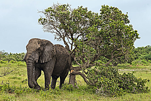 大象,湿地,公园,野生动植物园,南非