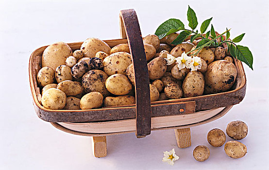篮子,新土豆,培育品种,家