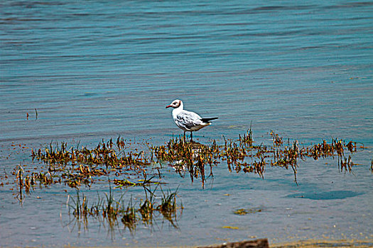 站在湿地上的白色海鸥