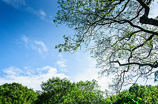 绿树与蓝天背景