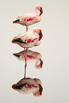 小红鹳,小火烈鸟,单腿独立,水,镜子,图像,湾,纳米比亚,非洲