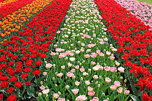 彩色,花坛,不同,郁金香,品种,盛开,郁金香属,库肯霍夫公园,荷兰,欧洲