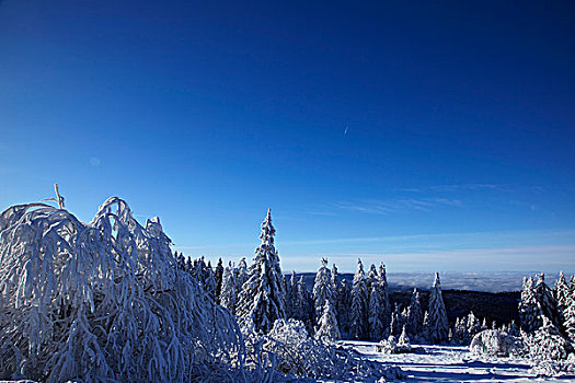 积雪,冷杉,树,雪,风景,冬天,黑森林,巴登符腾堡,德国,欧洲