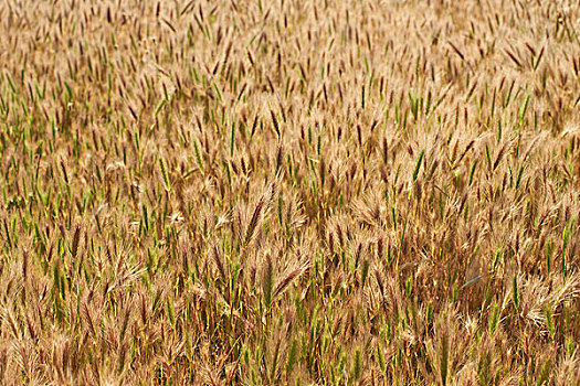 地点,成熟,小麦