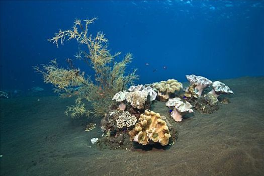 黑色,珊瑚,黑色背景,海底,火山,起点,印度尼西亚,东南亚