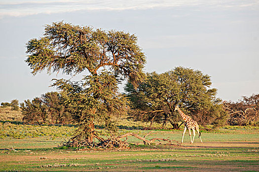 长颈鹿,卡拉哈迪大羚羊国家公园,北开普,南非,非洲