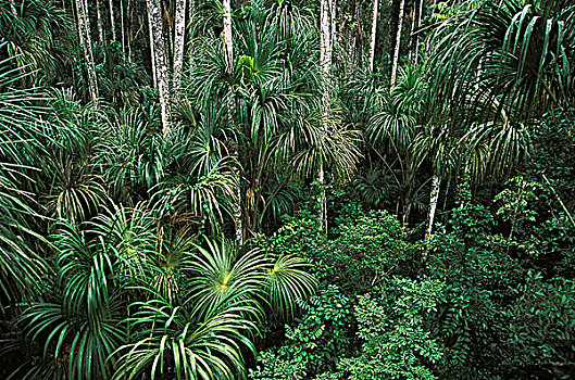 丛林,玛努国家公园,秘鲁