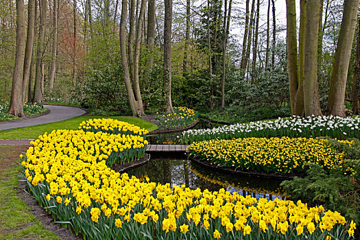荷兰,库肯霍夫公园,精彩,花坛