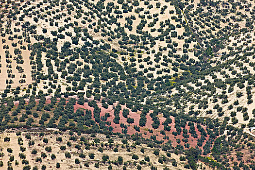 橄榄,小树林,格拉纳达省,西班牙