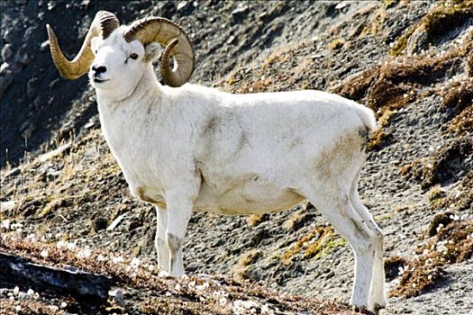 野大白羊,白大角羊,公羊,犄角,育空地区,加拿大