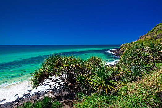 海滩,风景,树,头部,国家公园,黄金海岸,澳大利亚