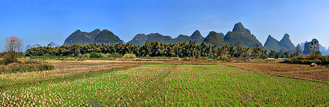 阳朔农田山景