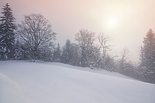 冬季风景,雾,萨尔茨堡州,奥地利