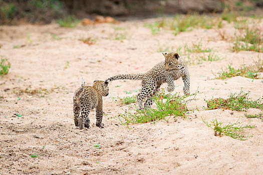 两个,豹,幼兽,玩,一起,站立,白沙,跳跃,看别处