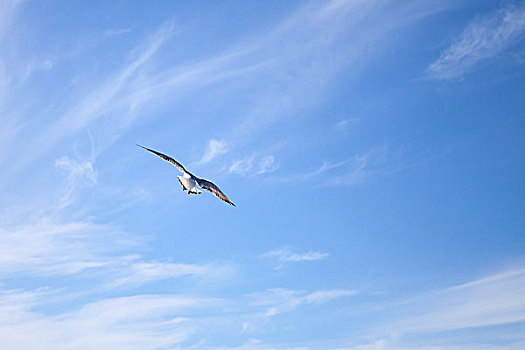 白色,海鸥,飞,蓝色背景,天空,背景,风吹,云