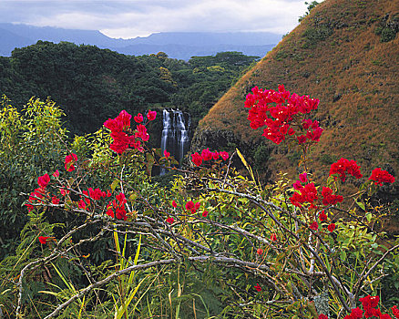 叶子花属,花,瀑布,威陆亚,河,州立公园,岛屿,考艾岛,夏威夷