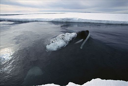 逆戟鲸,平面,边缘,冰,猎捕,南极
