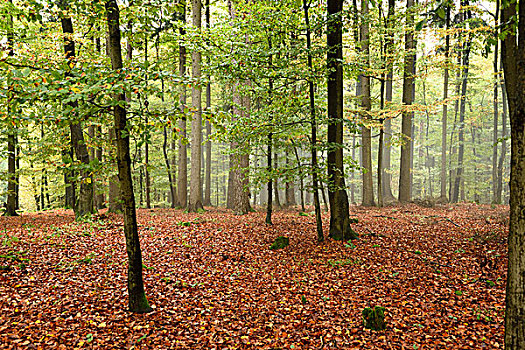 风景,欧洲山毛榉,树,树林,秋天,普拉蒂纳特,巴伐利亚,德国