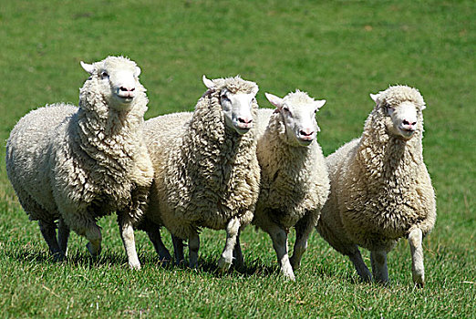 新西兰,国家,成群,绵羊