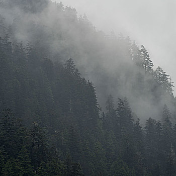 雾状,树林,地区性,地区,岛屿,不列颠哥伦比亚省,加拿大
