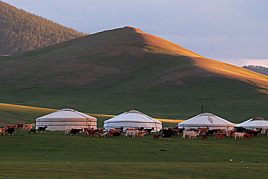 绵羊,山羊,大,牧群,靠近,蒙古包,露营,草地,鄂尔浑,瀑布,蒙古,亚洲