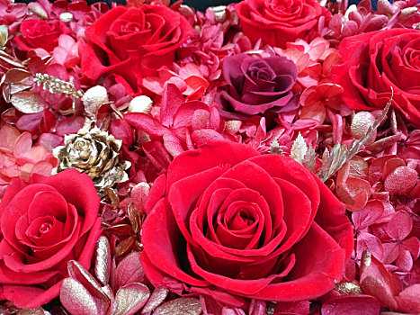 红玫瑰,玫瑰特写,玫瑰花