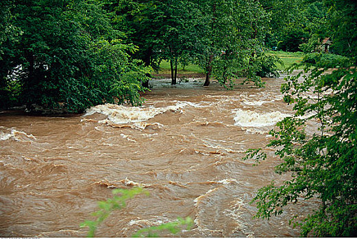 洪水,水,麋鹿,河,西维吉尼亚,美国
