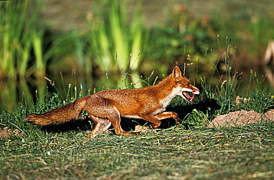红狐,狐属,成年,跑,靠近,水潭