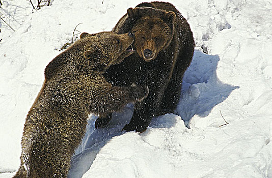 棕熊,幼兽,玩,雪