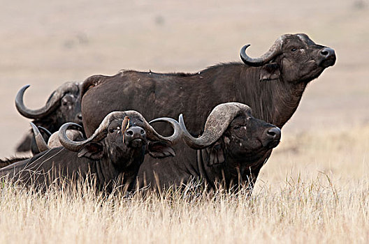 南非水牛,非洲水牛,三个,嗅,空气,肯尼亚