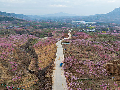 蜜桃之乡蒙阴旧寨桃花盛开