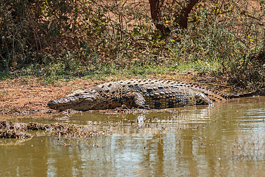 尼罗鳄,躺着,河岸,野生动物,保护区,纳米比亚,非洲