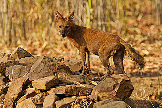 野狗,岩石上,虎,自然保护区,印度