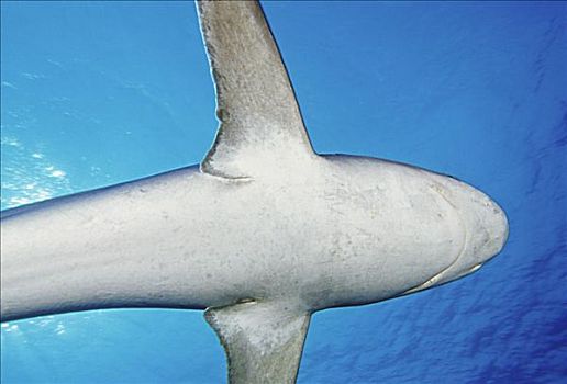 缅甸,相遇,银鳍鲨,白边真鲨