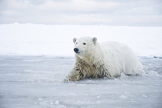 好奇,北极熊,幼兽,水,冰冻,向上,区域,北极圈,国家野生动植物保护区,阿拉斯加