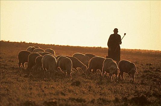 牧羊人,男人,绵羊,草地,德国,欧洲,哺乳动物,牲畜,农事,动物