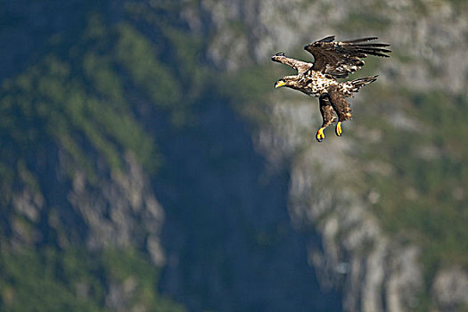 白尾鹰,白尾海雕,幼小,飞行,挪威,欧洲