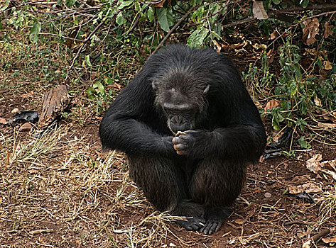 黑猩猩,坐,地面